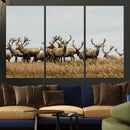Elk Herd Wall Art Canvas Print – Framed Wildlife Photography