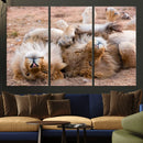 Lion Pair Wall Art Canvas Print – Framed Wildlife Scene with