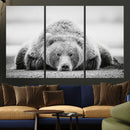 Resting Grizzly Bear Wall Art Canvas Print – Majestic Lazy by MyGreatCanvas | Canvas Wall Art Prints | Photo Prints & Wall Decor