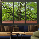 Framed Angel Oak Tree Wall Art - 3-Panel Canvas Prints,