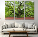 Framed Angel Oak Tree Wall Art - 3-Panel Canvas Prints,