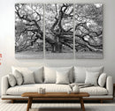 Black White Angel Oak Tree Wall Art - Timeless