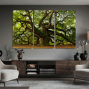 Angel Oak Tree Wall Art Canvas Print | Forest Tree Nature