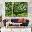 Ancient Tree Wall Art Canvas Print, Framed Sprawling by MyGreatCanvas | Canvas Wall Art Prints | Photo Prints & Wall Decor