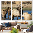 Wild Elk Wall Art Canvas Print – Framed Neutral Wildlife