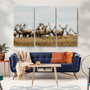 Elk Herd Wall Art Canvas Print – Framed Wildlife Photography