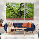 Framed Angel Oak Tree Wall Art - 3-Panel Canvas Prints,
