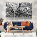 Black White Angel Oak Tree Wall Art - Timeless