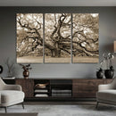 Sepia Framed Angel Oak Tree Wall Art - 3-Panel Canvas