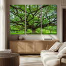 Angel Oak Tree Wall Art Canvas Print – Framed Majestic