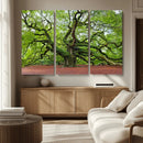 Framed Angel Oak Tree Wall Art - 3-Panel Canvas Prints,