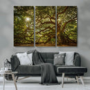 Ancient Angel Oak Tree Art Sunburst Canvas Print-