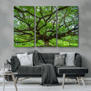 Angel Oak Tree Wall Art Canvas Print – Framed Majestic
