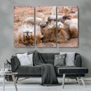 Lion Pair Wall Art Canvas Print – Framed Wildlife Scene with