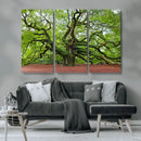 Framed Angel Oak Tree Wall Art - 3-Panel Canvas Prints,