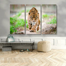 Leopard on the Prowl - Stunning Large Framed Leopard Wall