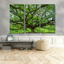 Ancient Tree Wall Art Canvas Print, Framed Sprawling by MyGreatCanvas | Canvas Wall Art Prints | Photo Prints & Wall Decor
