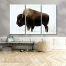 Bison Wall Art Canvas Print – Framed Western Wildlife