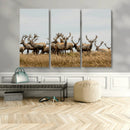 Elk Herd Wall Art Canvas Print – Framed Wildlife Photography