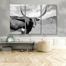 Cattle Wall Art Longhorn Cow Canvas Print