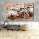 Lion Pair Wall Art Canvas Print – Framed Wildlife Scene with