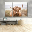 Scottish Serene Highland Cow Canvas Wall Art – Serene