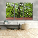 Framed Angel Oak Tree Wall Art - 3-Panel Canvas Prints,
