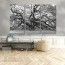 Black White Angel Oak Tree Wall Art - Timeless