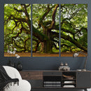 Angel Oak Tree Wall Art Canvas Print | Forest Tree Nature