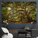 Ancient Angel Oak Tree Art Sunburst Canvas Print-