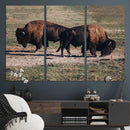 Bison Wall Art Canvas Print – Framed Western Wildlife Modern by MyGreatCanvas | Canvas Wall Art Prints | Photo Prints & Wall Decor