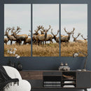 Elk Herd Wall Art Canvas Print – Framed Wildlife Photography