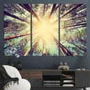 Tree and Sunshine Canvas Print