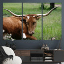 Longhorn Cow Animal Wall Art Canvas Print by MyGreatCanvas | Canvas Wall Art Prints | Photo Prints & Wall Decor