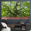 Framed Angel Oak Tree Wall Art - 3-Panel Canvas Prints,