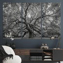 Majestic Angel Oak Tree Black and White Canvas Print – Multi