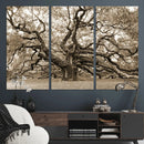 Sepia Framed Angel Oak Tree Wall Art - 3-Panel Canvas