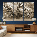 Sepia Framed Angel Oak Tree Wall Art - 3-Panel Canvas