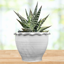 Tiger Aloe