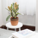 5.5 inch Clay-Black Color Modern Pot