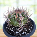 Echinocactus ingens by The Cactus Outlet