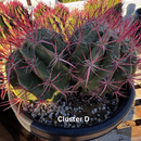 Ferocactus Pringlei