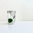 Live Moss Ball Mini Aquarium Mason Jar