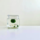 Marimo Moss Ball Aquarium Glass Terrarium Designer 4.5" Home Decor and Office Decor