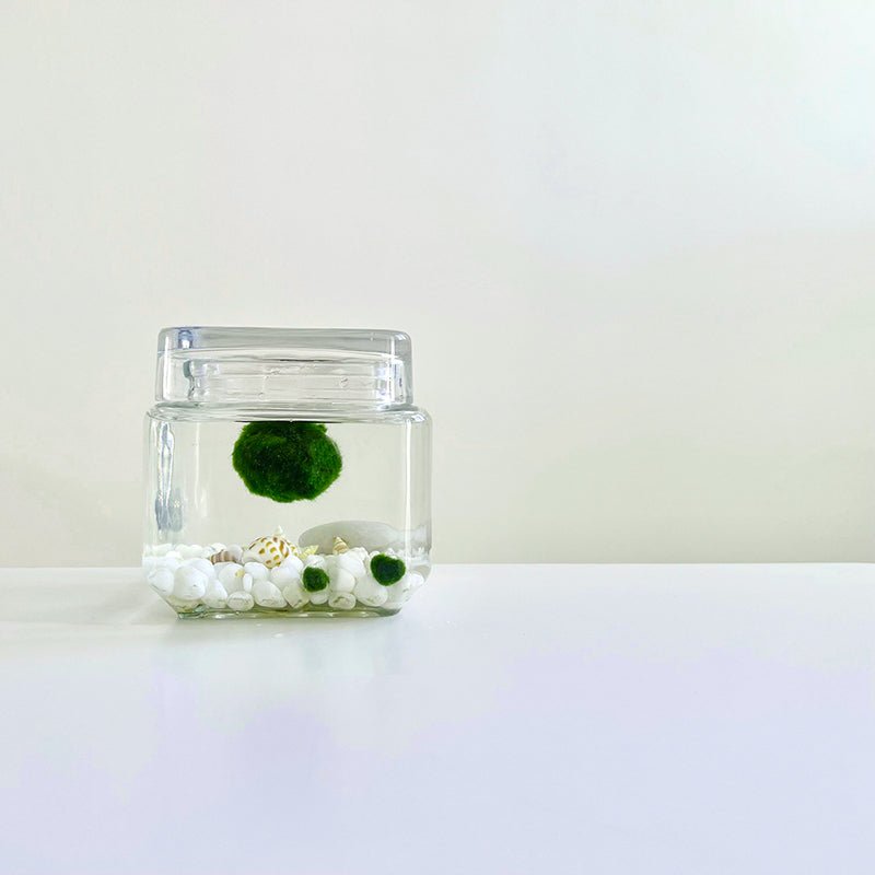 Marimo Moss Ball Aquarium Glass Terrarium Designer 4.5" Home Decor and Office Decor