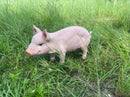 Cheerful Beige Pig Garden Statue