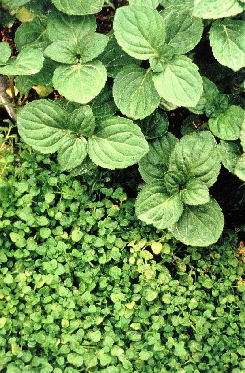 20 CORSICAN MINT Mentha Requienii Herb Fragrant Ground Cover Flower Seeds