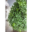 7.5x7.5x35" 3 Foot Tall Artificial Spiral Boxwood Tree by HouseOfZazla