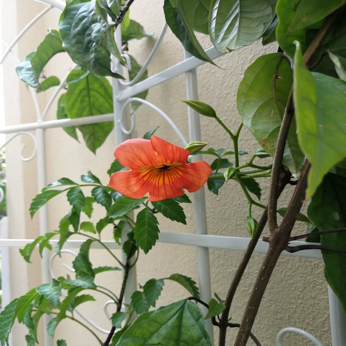 Metal Garden Rustproof Trellis For Climbing Plants Outdoor Flower Support, photo 25 of 40