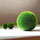 Must-have Large 1.5cm Marimo Moss Ball - Round and Grow Slow